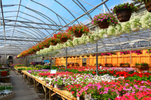Johnston’s Greenhouse's full section of Annuals