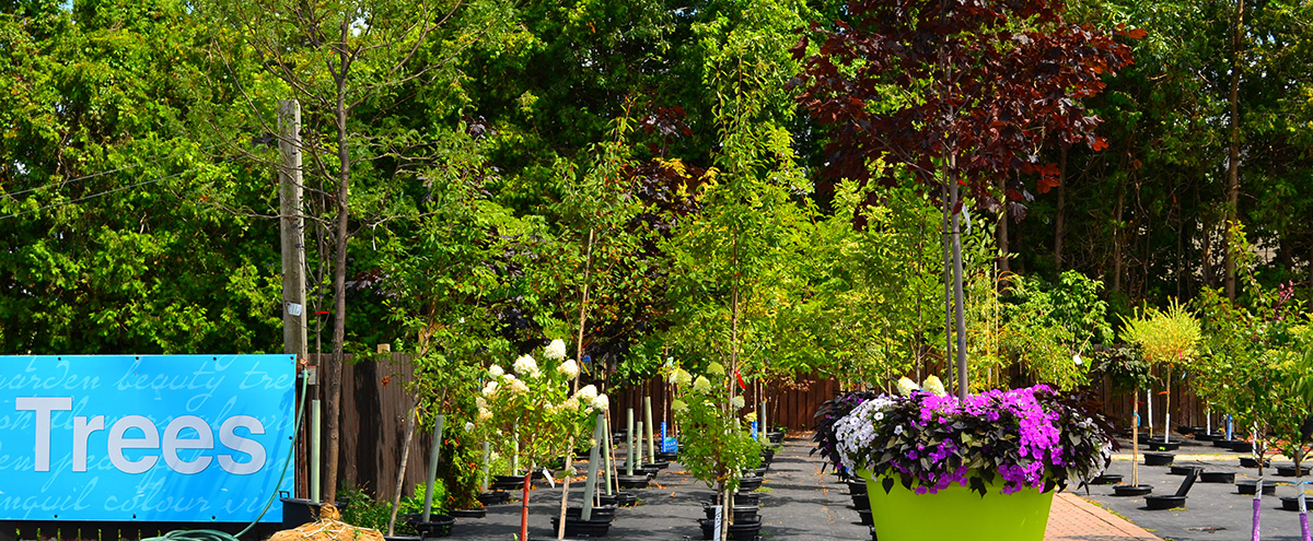 A selection of trees at the Johnston's Greenhouse Garden Centre